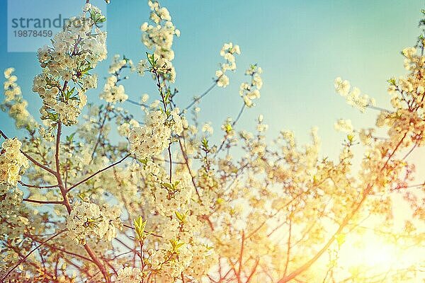 Schöne sonnige Hintergrund der blühenden Kirschbaum Zweige