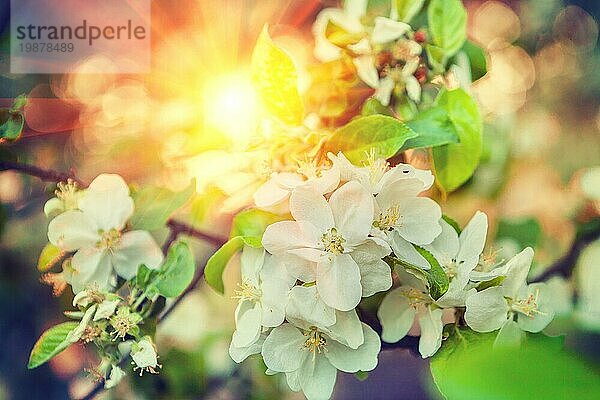 Close up Blick auf blossomong Zweig der Apfelbaum auf unscharfen Hintergrund und durchscheinende Sonne Instagram Stil