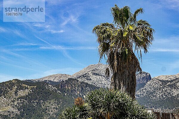 Landschaft um das Dorf Campanet im Norden Mallorcas mit einer Palme im Vordergrund und einer Bergkette im Hintergrund