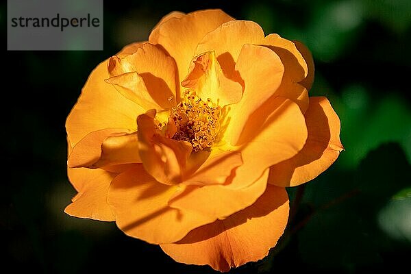 Fröhliche Nahaufnahme einer gelben Westzeit Rose im strahlenden Sonnenschein mit grünem Bokehhintergrund