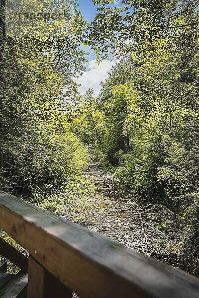Schöne idyllische Fluss und Waldlandschaft in den Alpen  Österreich  Glasenbach  Europa