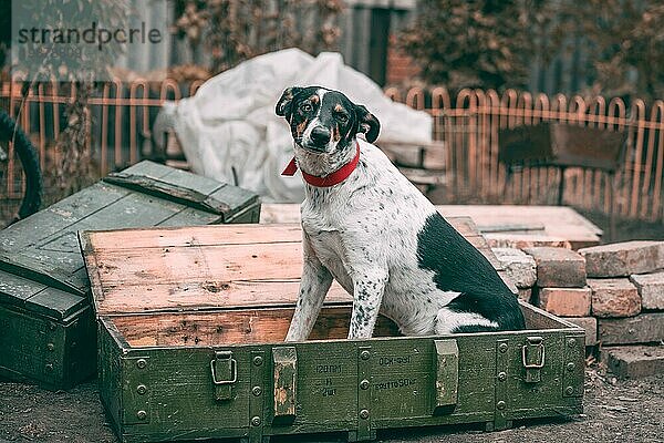 Leben in Mariupol  ein Mischlingshund sitzt in einer Schachtel mit Muscheln mit der Aufschrift auf Russisch