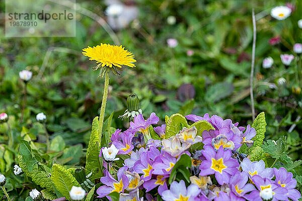 Löwenzahnblüte neben einer violetten Primel auf einer Blumenwiese im Frühling