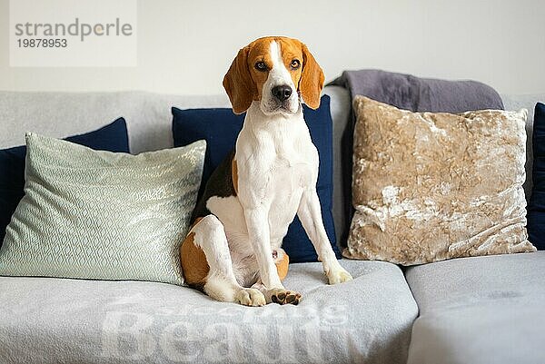 Beagle Hund sitzt auf einem gemütlichen Sofa  Couch im Wohnzimmer Hund themed Hintergrund