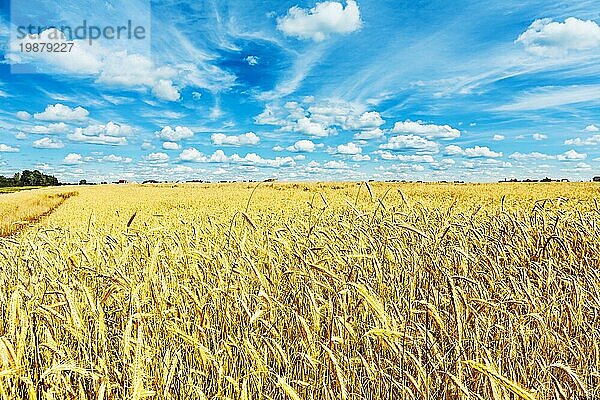Blick auf Weizenfeld und Schönheit bewölkten blaün Himmel