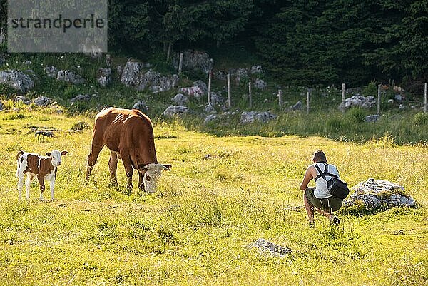 Junger Mann beim Fotografieren einer Kuh in der Natur. Auf dem Schockl in der Nähe von Graz in der Steiermark. Touristen und Wanderziel  Schockl  Steiermark  Österreich  Europa