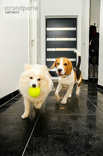 Zwei Hunde laufen drinnen spielen zusammen Hund themed Hintergrund