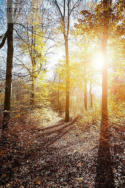 Schöner Wald im Herbst  heller sonniger Tag mit bunten Blättern auf dem Boden
