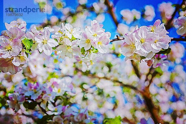 Floral Hintergrund blühenden Blumen von Apfelbaum Instagram Stil