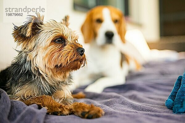 Liebenswerter Yorkshire Terrier auf dem Gartensofa mit Beagle Hund im Hintergrund. Kleiner Hund Porträt