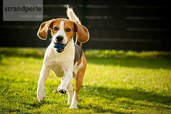 Hund Beagle mit langen Schlappohren auf einer grünen Wiese im Frühling  Sommer läuft mit Ball auf die Kamera zu. Platz rechts kopieren