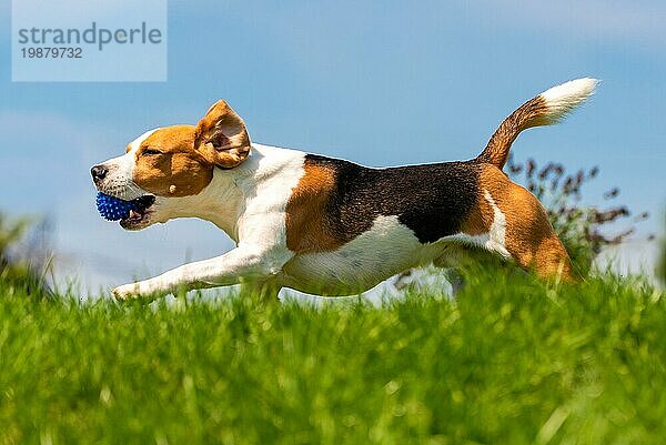 Beagle Hund Spaß im Park im Freien laufen und springen mit Ball. Hund Hintergrund