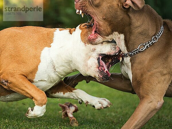 Zwei Hunde amstaff terrier kämpfen um Futter. Junger und alter Hund aggressives Verhalten. Hundethema