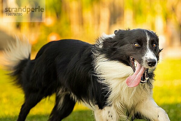 Reinrassiger junger Border Collie Hund läuft schnell im Hinterhof mit herausgestreckter Zunge