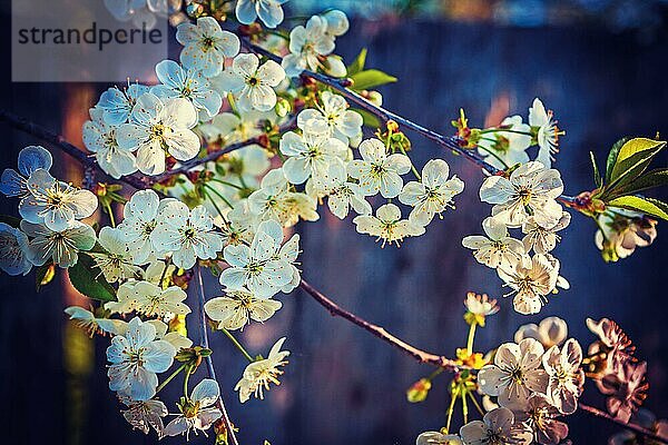 Blossoming Kirsche auf dunklem Hintergrund instagram Stil