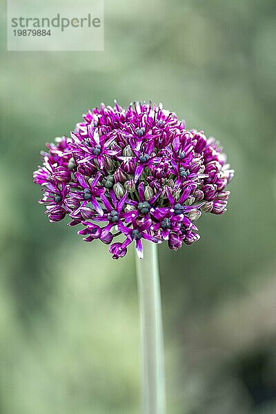 Nahaufnahme einer halb geöffneten Knospe einer lila Zwiebelblume (Allium) isoliert vor einem grünen Bokehhintergrund