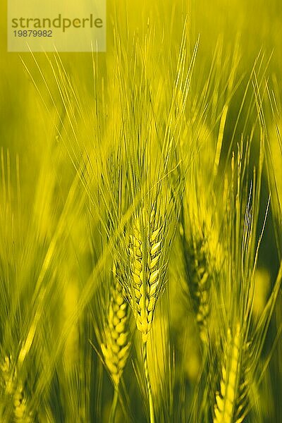 Grüner Weizen auf dem Feld im Frühling. Selektiver Fokus  flacher DOF Hintergrund. Pubescent Roggen Landwirtschaft Konzept