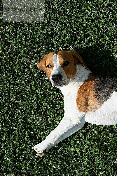 Beagle Hund ruht im Garten in der Sonne auf einem Gras Hintergrund