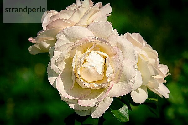 Sonnige Nahaufnahme mehrerer weißer La Perla Rosenblüten mit dunklem Bokehhintergrund
