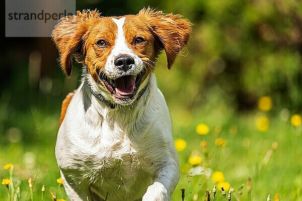 Brittany Hund Spaniel weiblichen Welpen läuft durch Gras in Richtung Kamera. Tierischer Hintergrund. Kopierbereich rechts