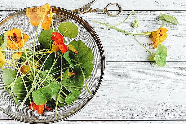 Geerntete Kapuzinerkresseblüten und Blätter in einem Sieb auf einem weißen Holztisch  Kopierraum