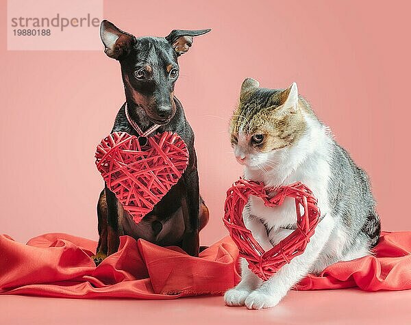 Miniatur Pinscher Welpe und Katze mit Valentinstag Dekor auf einem roten Hintergrund