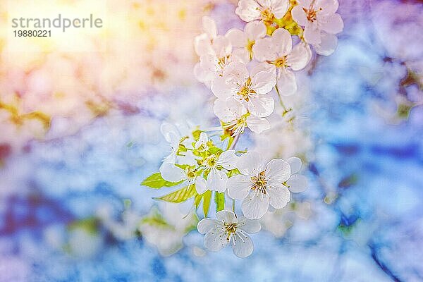 Blühender Zweig eines Kirschbaums auf unscharfem sonnigen Hintergrund