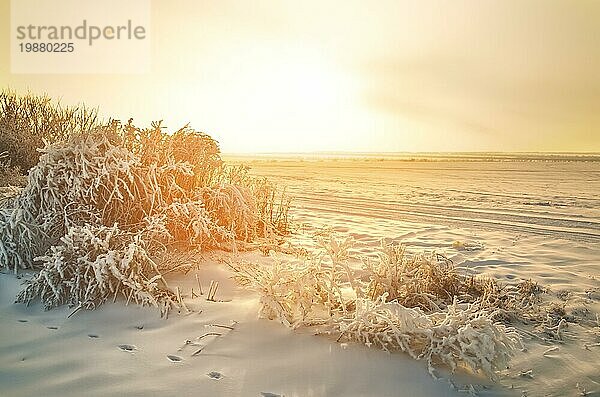 Allein auf dem weißen Schneestock stehend im Licht des Sonnenuntergangs  der untergehenden Sonne. Fantastische Landschaft leuchtet im Sonnenlicht. Dramatische winterliche Szene. Naturpark. Kaukasus Europa. Schöne Welt. Retro Stil Filter. Instagram Toning Effekt