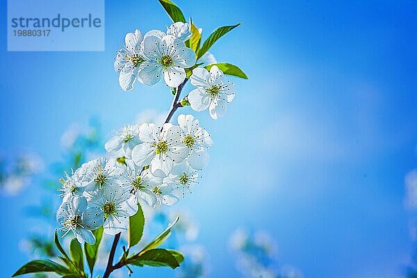 Einzelne Zweig der blühenden Kirschbaum auf Himmel Hintergrund instagram Stil