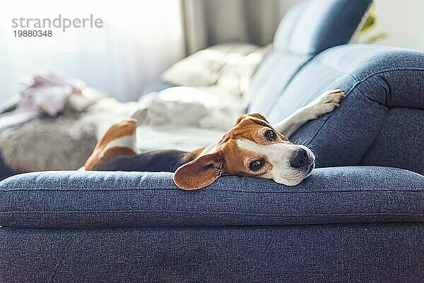 Adoult Männlicher Jagdhund Beagle Hund schläft zu Hause auf dem Sofa. Niedliche Hund Porträt  sellective Fokus  unscharfen Hintergrund