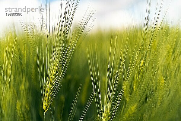 Grüner Weizen auf dem Feld im Frühling. Selektiver Fokus  flacher DOF Hintergrund. Pubescent Roggen Landwirtschaft Konzept