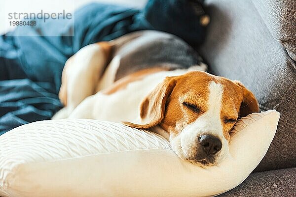 Beagle Hund müde schläft auf einem gemütlichen Sofa. Tricolor Reinrassig Hintergrund