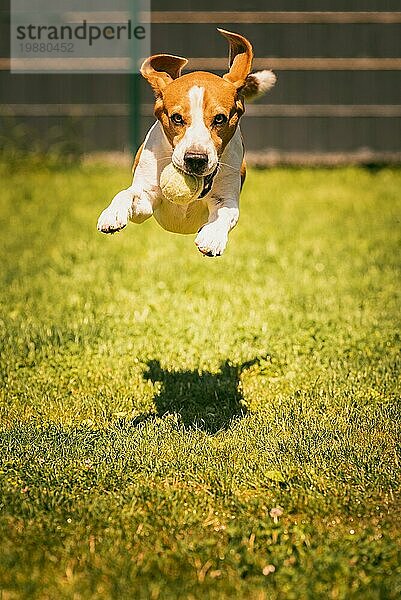 Beagle Hund läuft auf dem Rasen schnell in Richtung Kamera. Springen und fliegen mit dem Ball. Hundetraining Konzept. Vertikale Aufnahme
