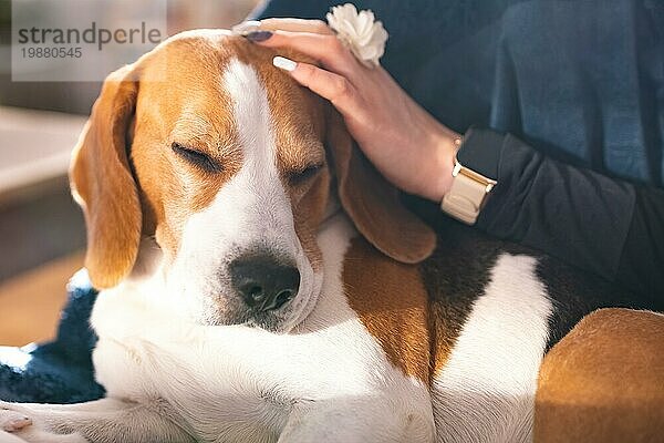 Beagle Hund genießen streicheln  während auf dem Sofa zu Hause liegen. Haustier Hintergrund