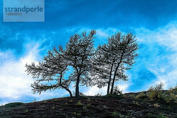 Silhouetten von zwei einsamen windgepeitschten Latschenkiefern vor blauem Himmel auf einem Hügel im Naturpark Texelgruppe in Italien