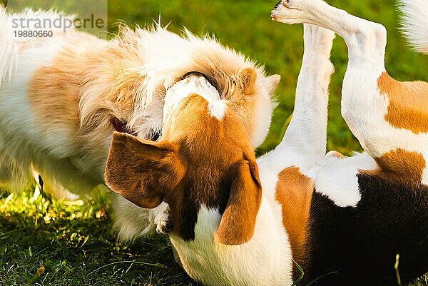 Zwei Hunde spielen auf einer grünen Wiese im Freien. Beagle Hund mit weißem Pomeranian Spitz. Haustiere im Freien Konzept