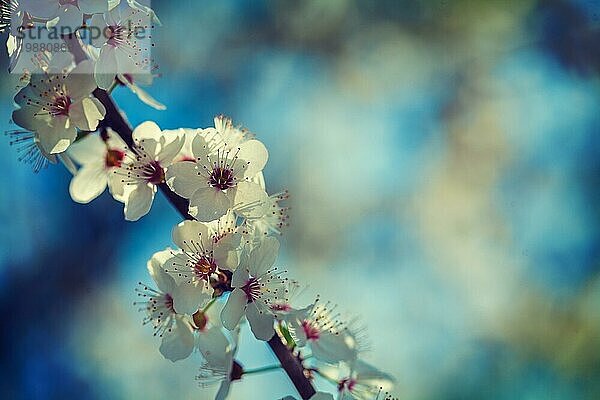 Blumen von blühenden Kirschbaum auf Zweig mit unscharfen Hintergrund instagram Stil