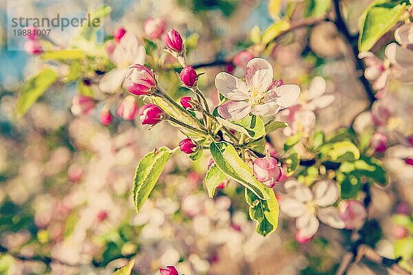 Blüte des Apfelbaums mit kleinen Blumen floralem Hintergrund instagram Stil