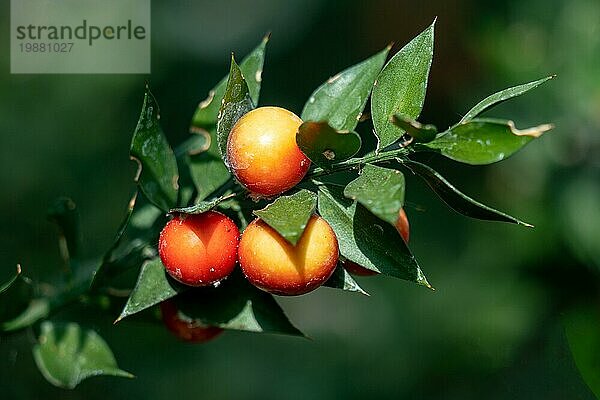 Nahaufnahme von drei schönen Früchten einer Ruscus aculeatus (Mäusedorn) Pflanze