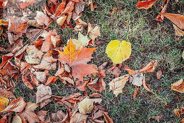 Bunte Blätter auf dem Rasen im Park  Herbst