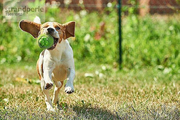 Beagle Hund springt und läuft mit einem Spielzeug im Freien auf die Kamera zu