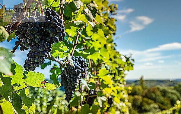 Rote Trauben am Rebstock im steirischen Weinberg. Erntezeit im Herbst  selektiver Fokus Hintergrund