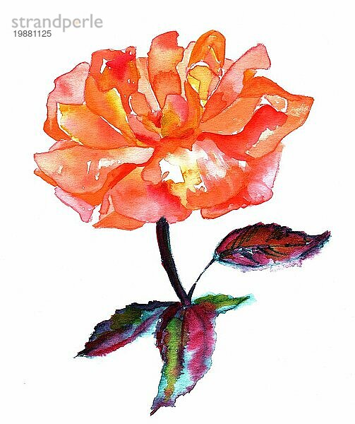 Aquarellzeichnung einer lebendigen Rosenblüte auf weißem Hintergrund  handgemalt in einem lockeren Stil. Dekoratives Element für eine Grußkarte oder Hochzeitseinladung