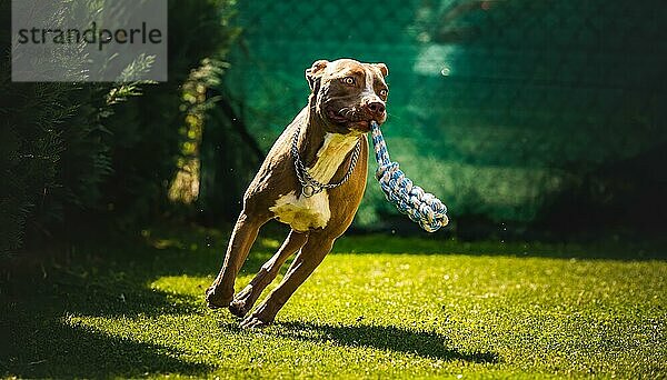 Hund läuft im Hinterhof  Amstaff Terrier mit Spielzeug Seil läuft in Richtung Kamera. Aktiver Hund Thema