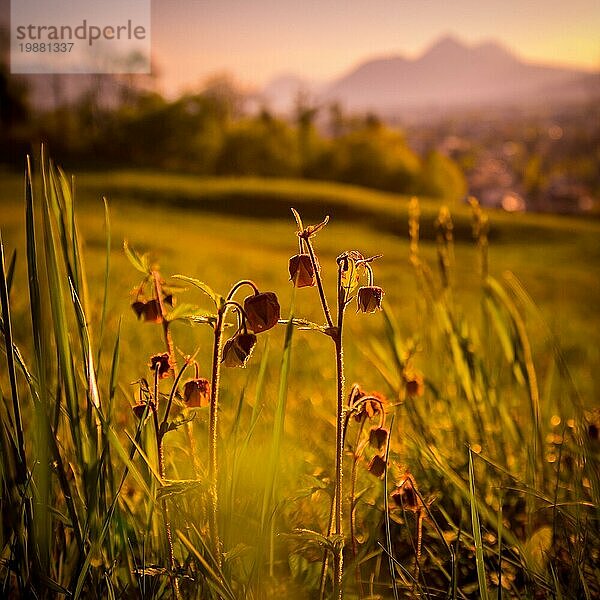 Gras und Blumen im Vordergrund  schöne goldene Wiese Abendlandschaft in der unscharfen Hintergrund. Sonnenuntergang