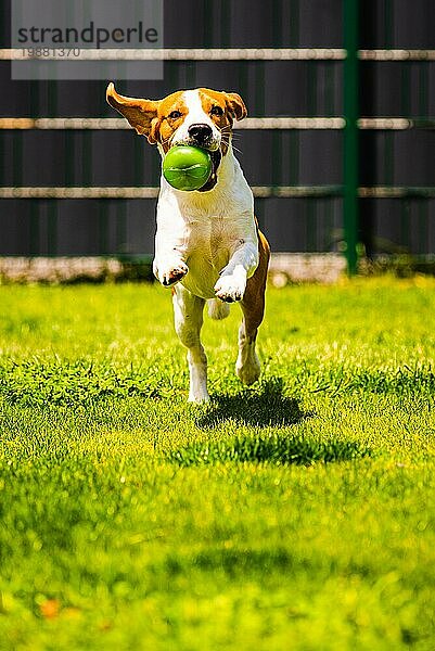 Beagle Hund springt und läuft mit einem Spielzeug im Garten in Richtung der Kamera. Vertikales Foto