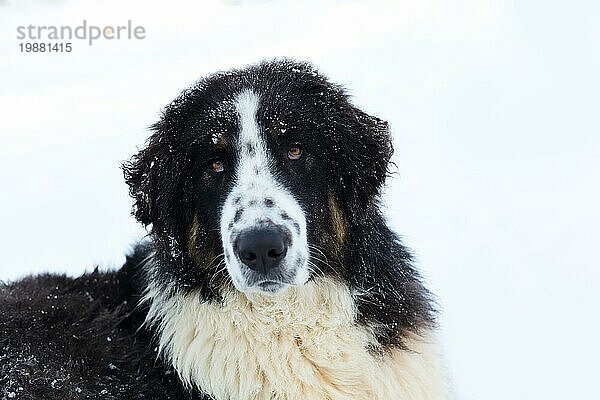 Bulgarische Schäferhund oder Karakachan Hund Porträt auf weißem Hintergrund. Schnee Winter