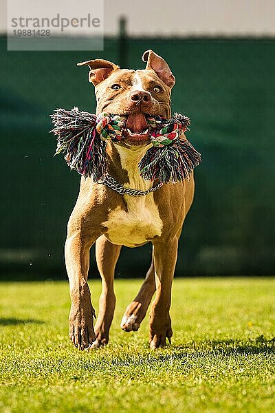 Hund läuft im Hinterhof  Amstaff Terrier mit Seil Spielzeug läuft in Richtung Kamera. Vertikales Foto  Thema Hund