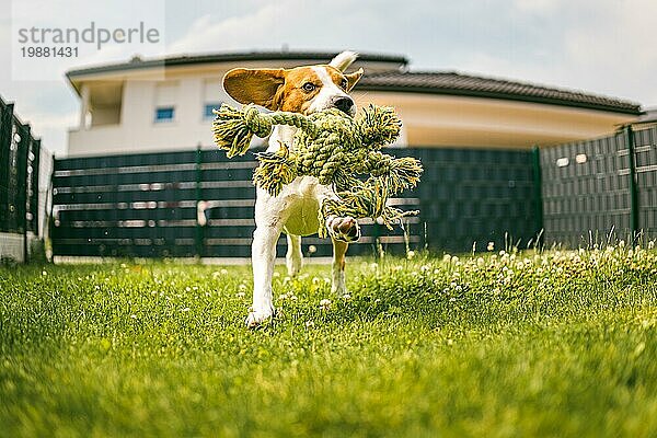 Hund Beagle reinrassig läuft mit einem Seil Spielzeug auf Gras im Freien in Richtung Kamera Sommer sonnigen Tag auf grünem Gras