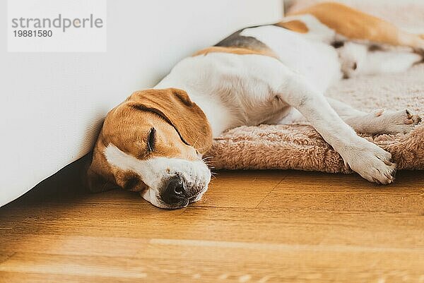 Hund schlafen auf dem Boden Beagle Hund im Haus drinnen Hintergrund